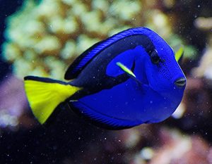finding-dory-2