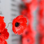 A reflection for Anzac Day