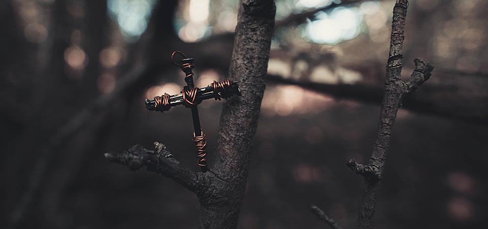 New growth: a reflection for the Second Sunday of Advent 