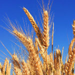 The wheat and the weeds