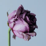 When the Bloom Has Left the Rose