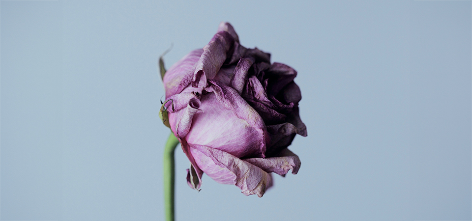 When the Bloom Has Left the Rose