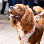 Pet blessings a ‘paw-fect’ reminder of the spirit of St Francis