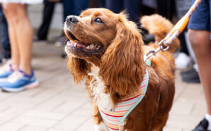 Pet blessing at St Anthony of Padua, Toongabbie. Image: Diocese of Parramatta/Jazz Chalouhi/three two one photography.