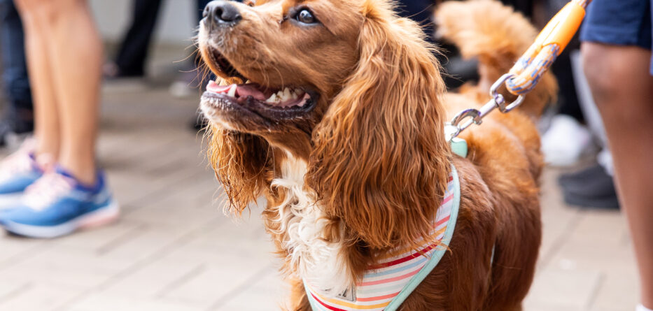 Pet blessing at St Anthony of Padua, Toongabbie. Image: Diocese of Parramatta/Jazz Chalouhi/three two one photography.