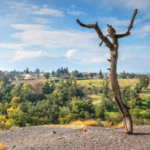 The Lynching Tree And Christ: Solidarity With The Victims