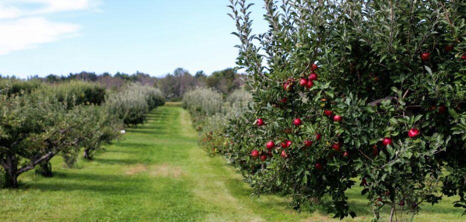 Orchard