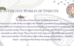 Free Webinar: The Intricate World of Insects