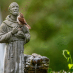 Saint Francis at 800 Years