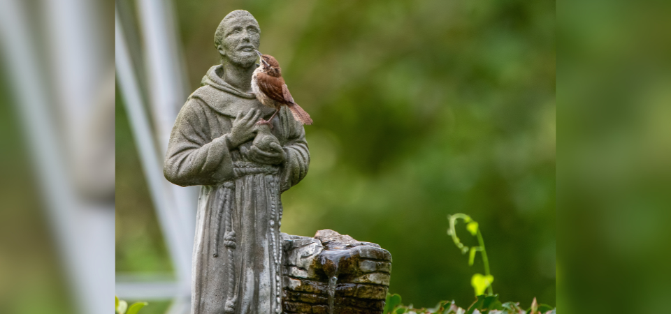 Saint Francis at 800 Years